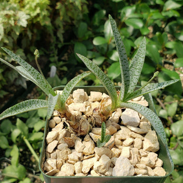 leopard lily succulent care Shop 'Silver Squill - Ledebouria Socialis Miner' Care and Info