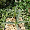 Silver Squill - Ledebouria Socialis &