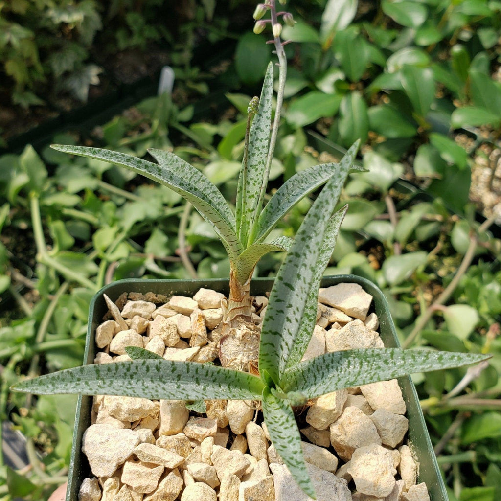 Silver Squill - Ledebouria Socialis &