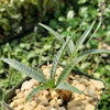 Silver Squill - Ledebouria Socialis &