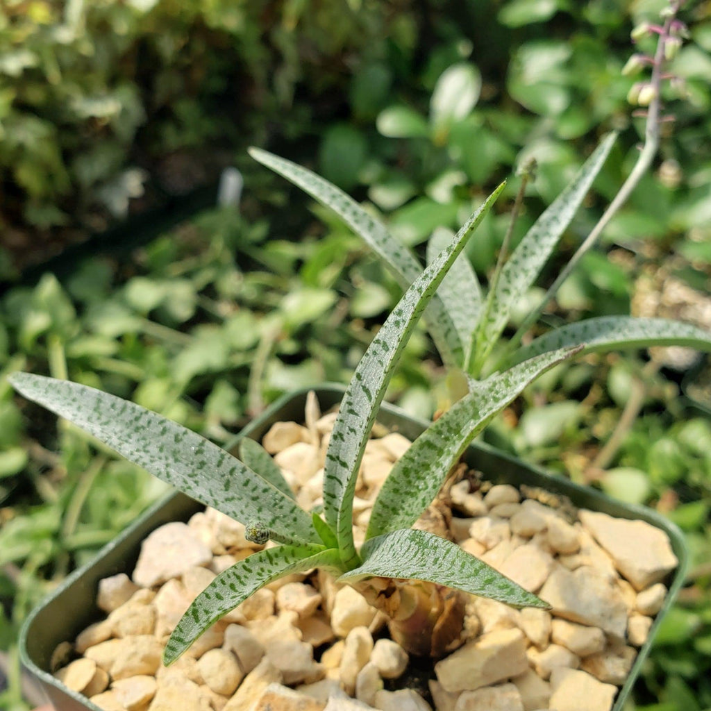 Silver Squill - Ledebouria Socialis &