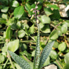 Silver Squill - Ledebouria Socialis &