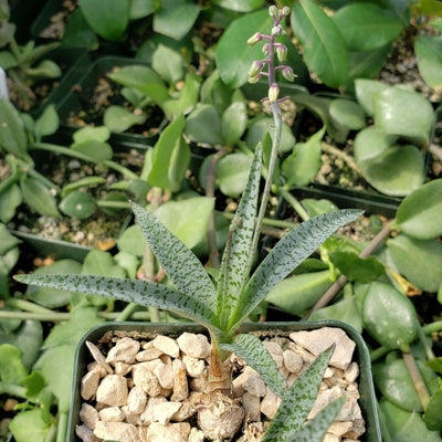 silver squill succulent Shop 'Silver Squill - Ledebouria Socialis Miner' Care and Info