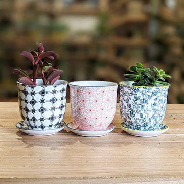 succulent pot with saucer Liberte Pot and Saucer