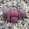 Lithops optica &