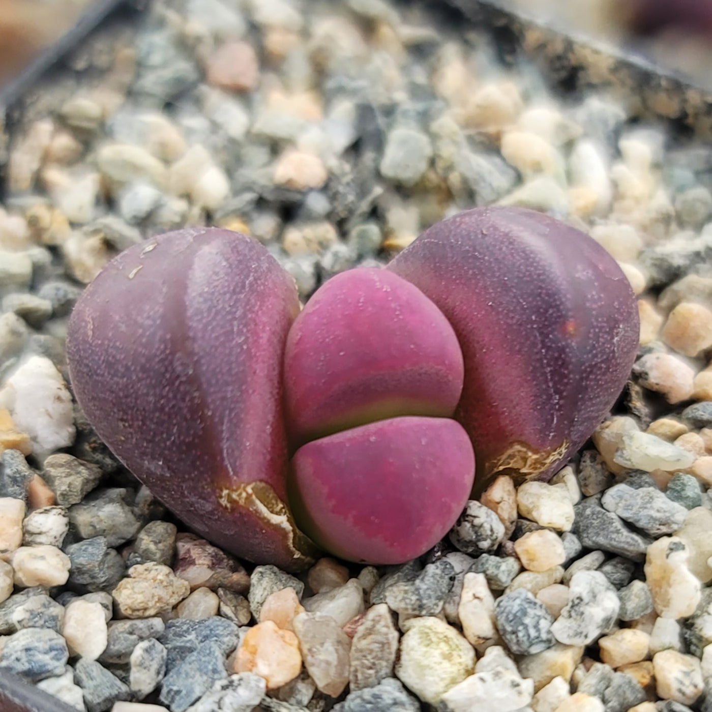 Lithops Optica RUBRA Mesembs Rares Pierres Vivantes Exotiques