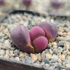 Lithops optica &