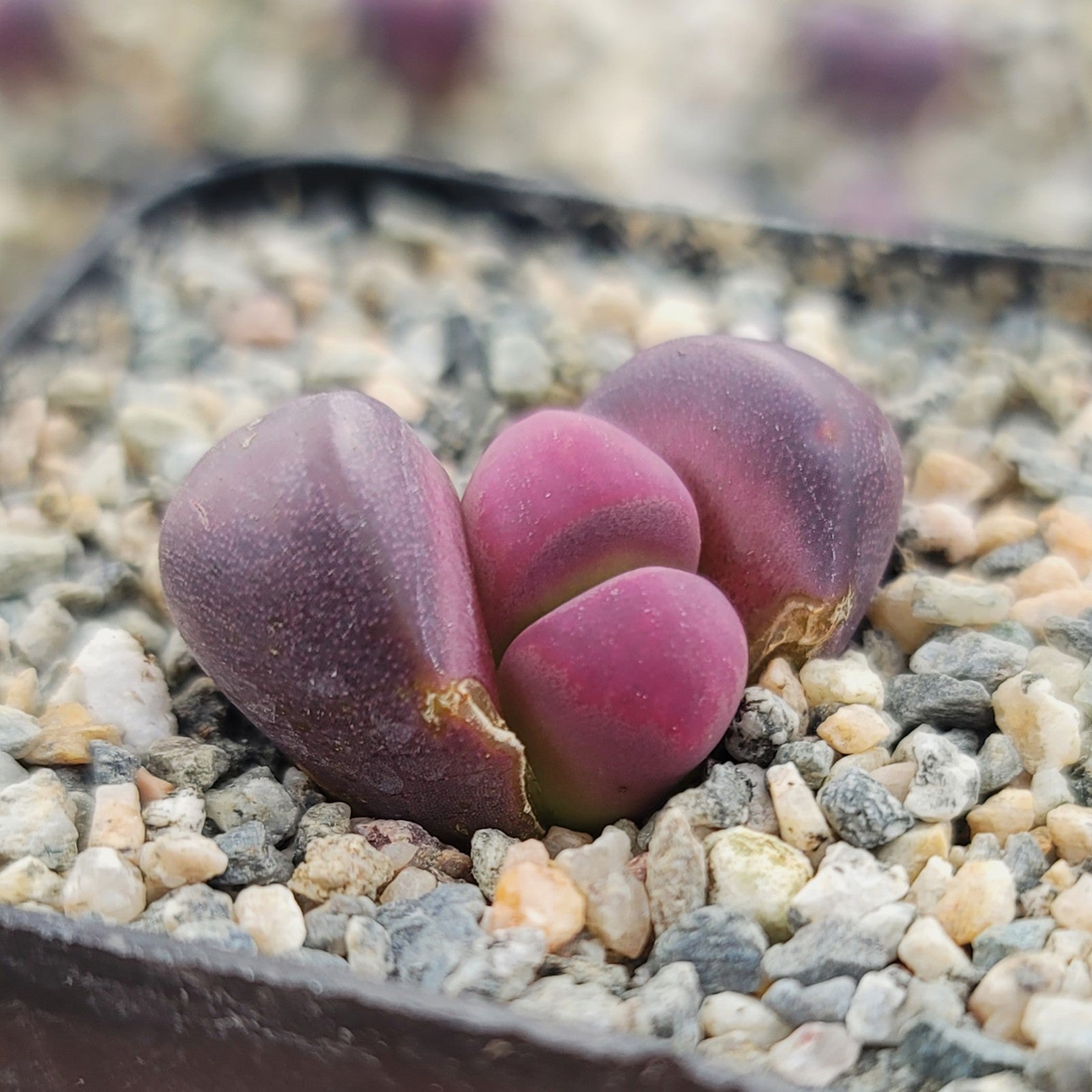 Lithops Semi | Acquisti Online Su - Foto 2