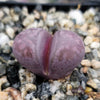 Lithops optica &