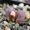 Lithops optica &