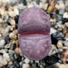 Lithops optica &