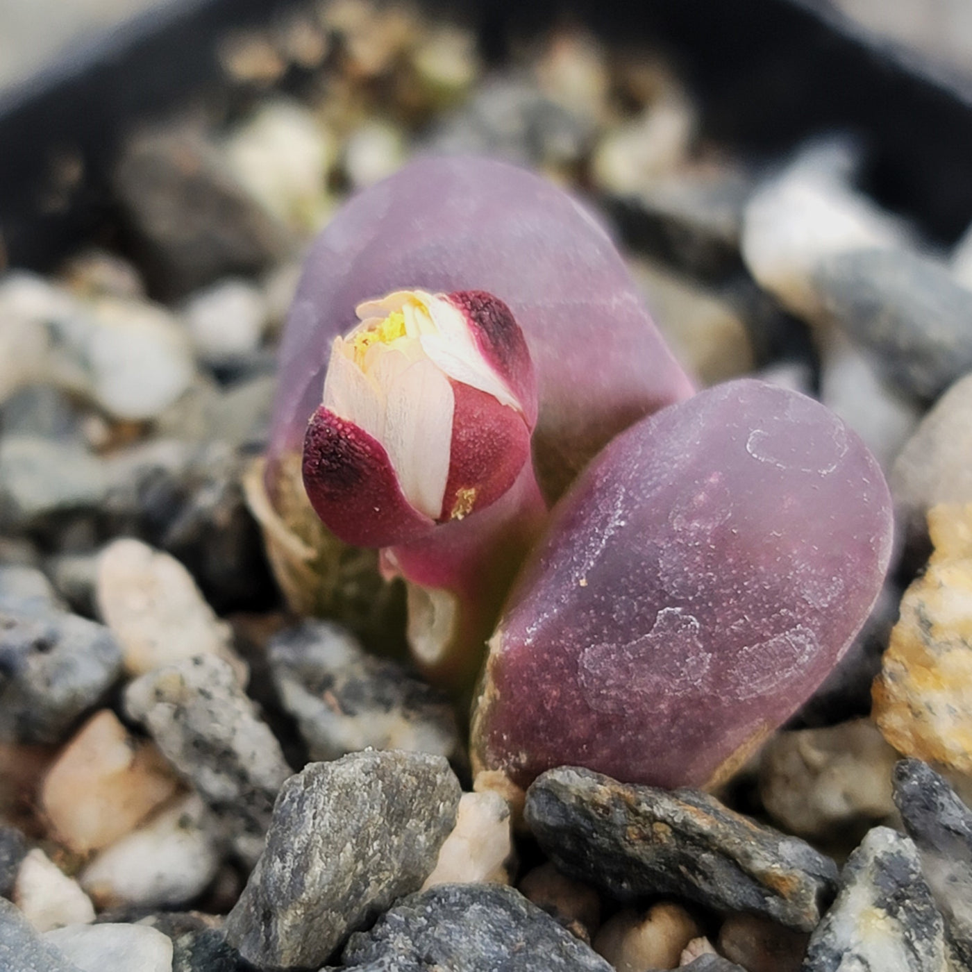 rubra succulent Lithops optica 'Rubra' – Planet Desert