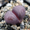 Lithops optica &