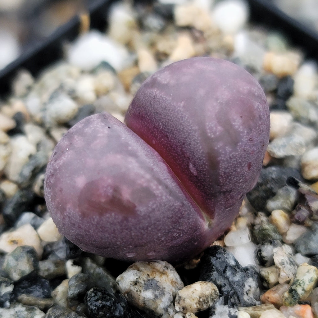 Lithops optica &