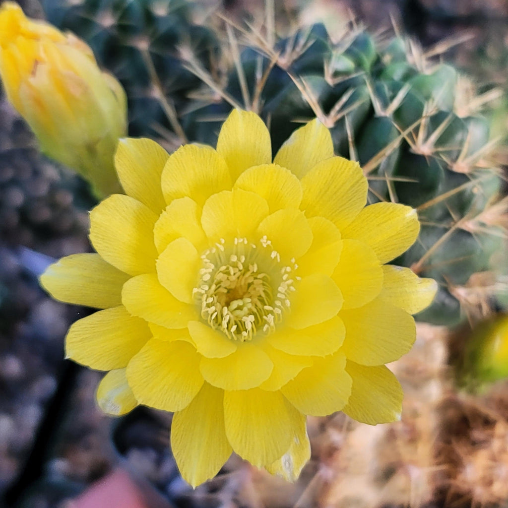 Lobivia Echinopsis maximiliana charazanensis