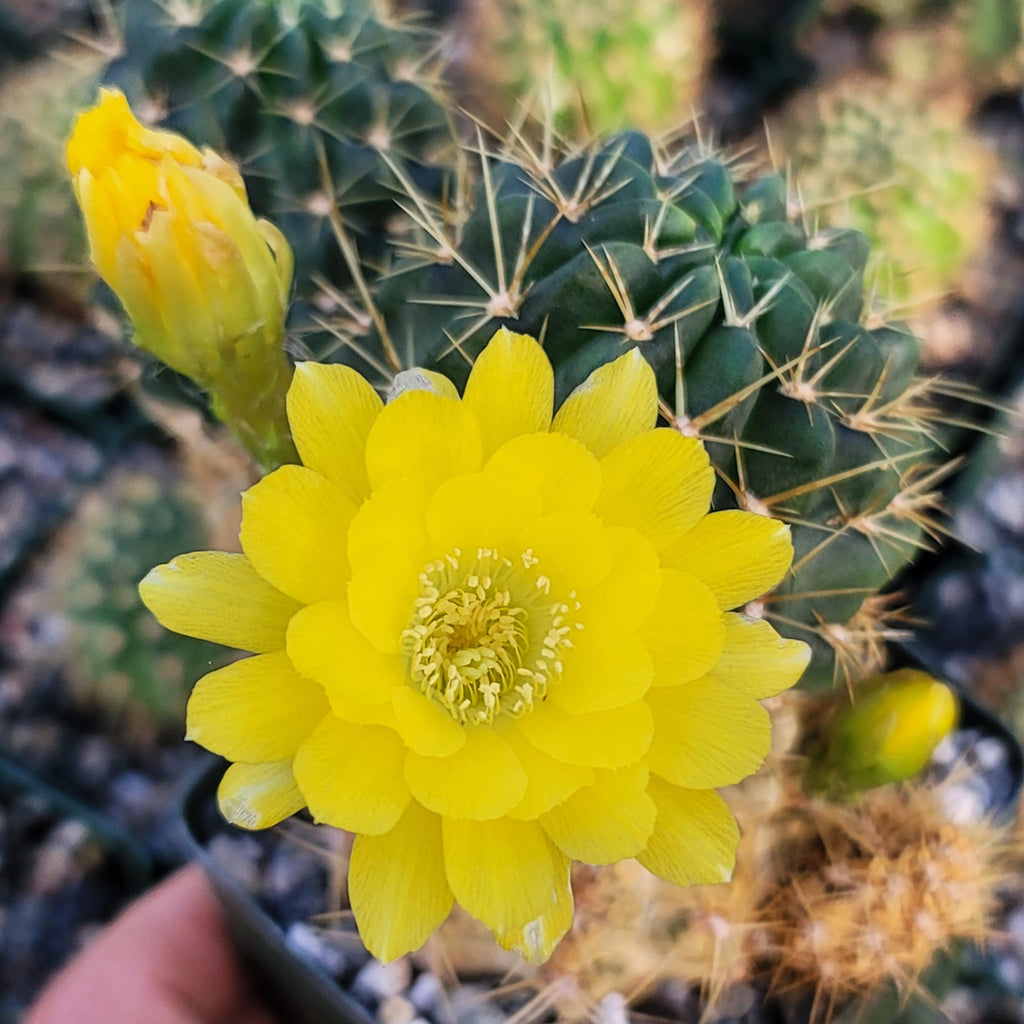 Lobivia Echinopsis maximiliana charazanensis