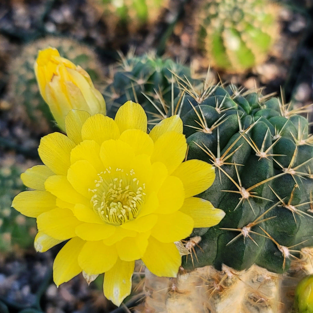 Lobivia Echinopsis maximiliana charazanensis