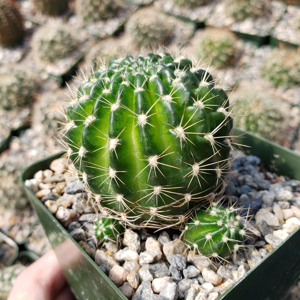 Lobivia arachnacantha torrecillasense
