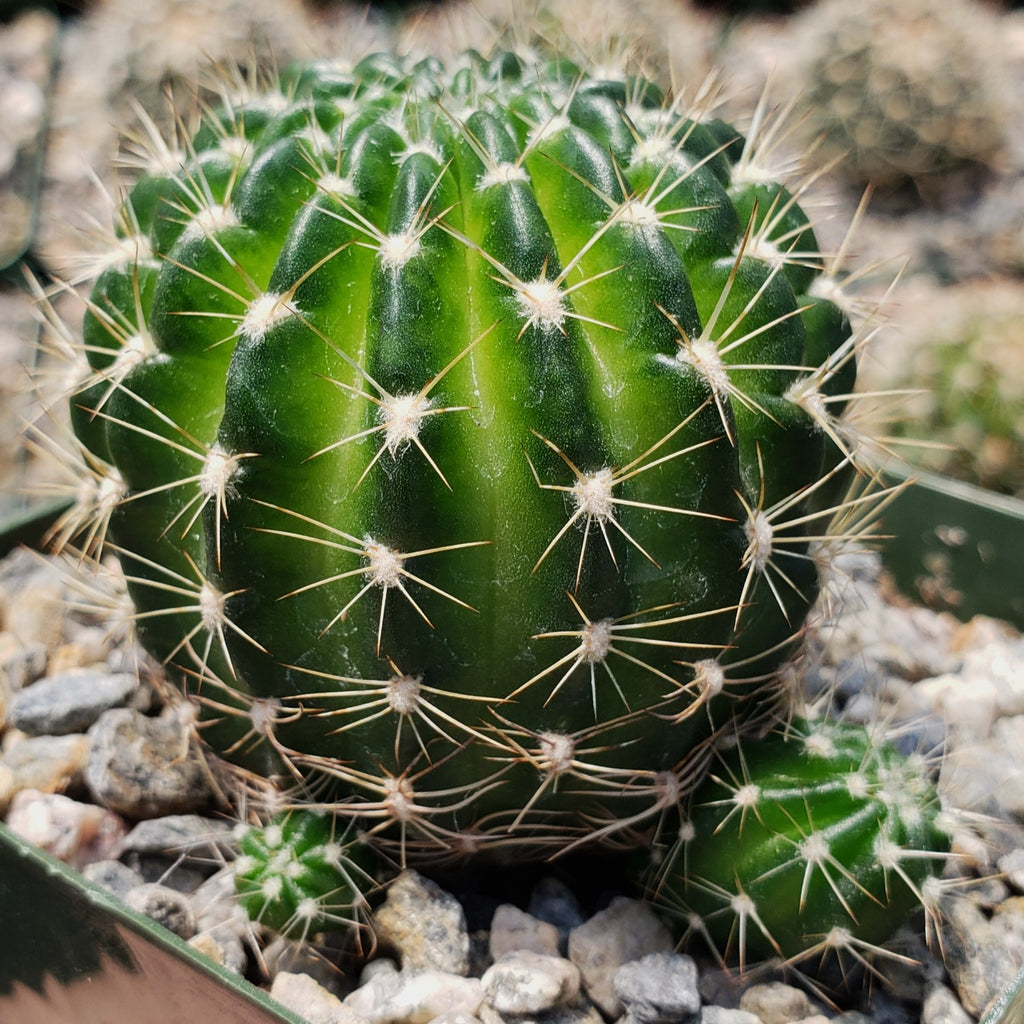 Lobivia arachnacantha torrecillasense