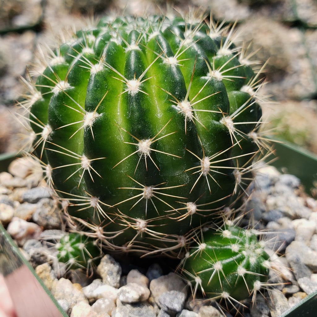 Lobivia arachnacantha torrecillasense
