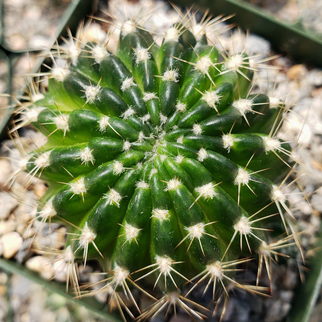 Lobivia arachnacantha torrecillasense