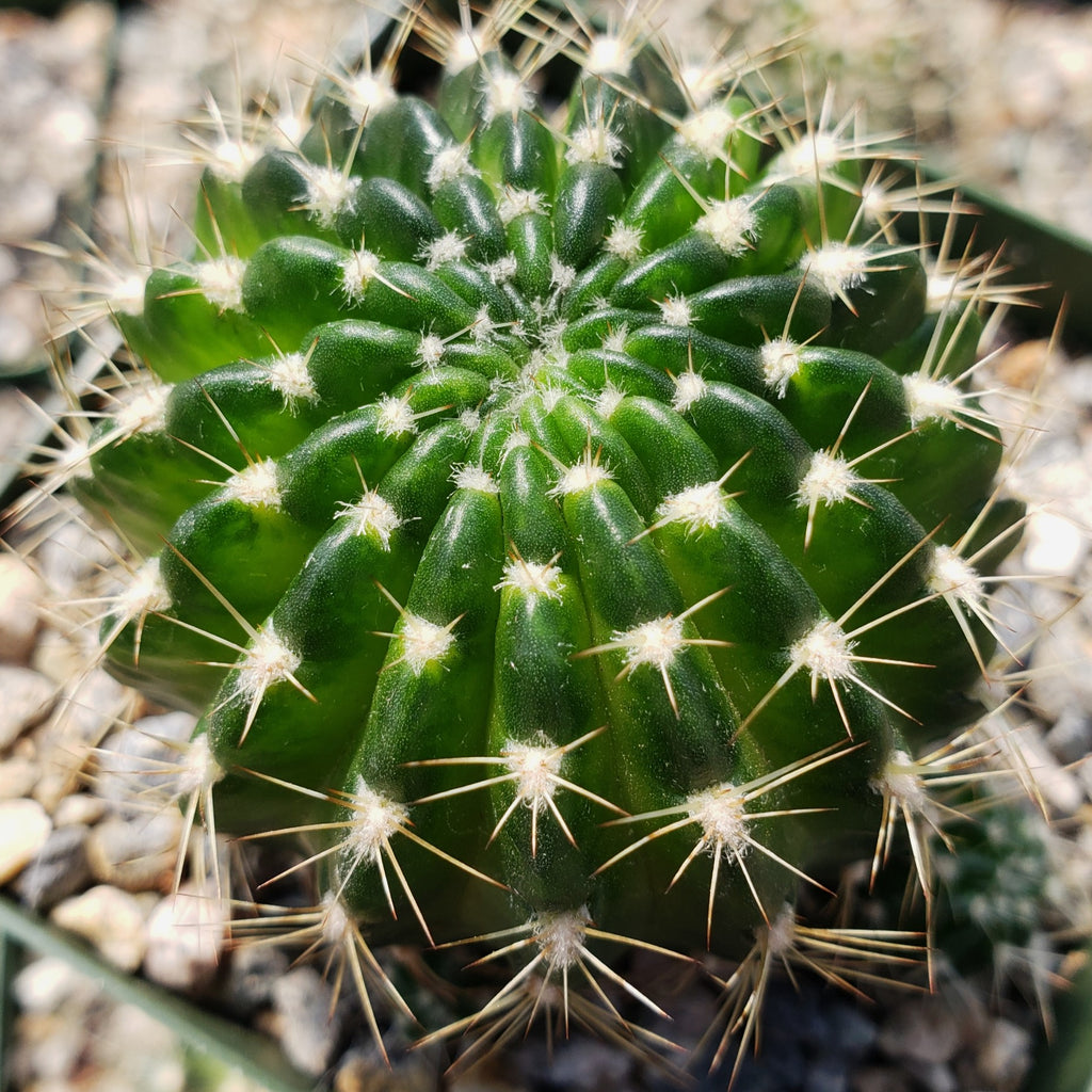 Lobivia arachnacantha torrecillasense