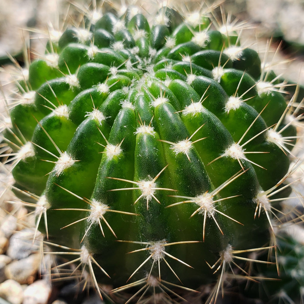 Lobivia arachnacantha torrecillasense