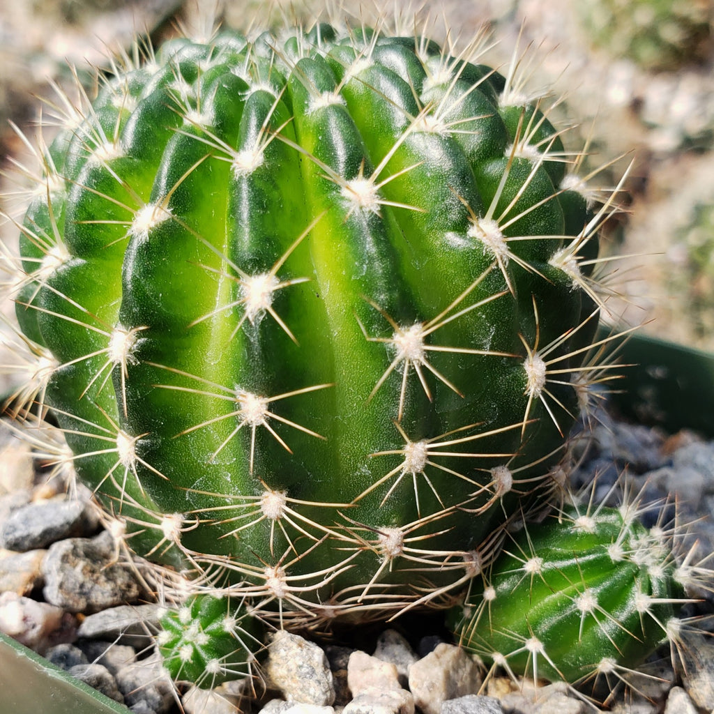 Lobivia arachnacantha torrecillasense