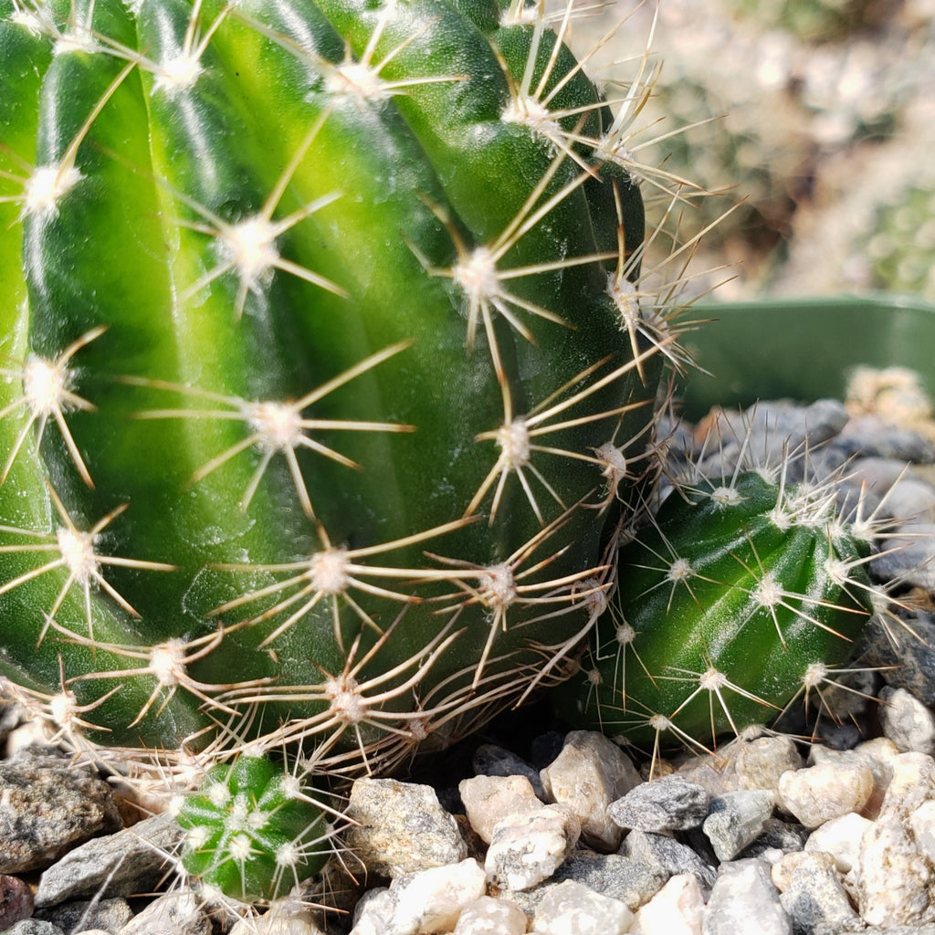 Lobivia arachnacantha torrecillasense