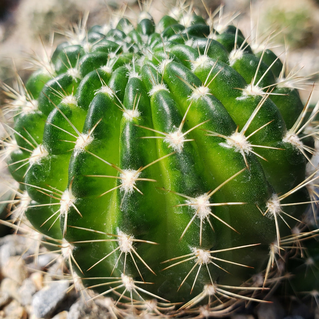 Lobivia arachnacantha torrecillasense