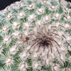 Mammillaria huitzilopohctli