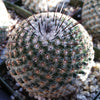 Mammillaria huitzilopohctli