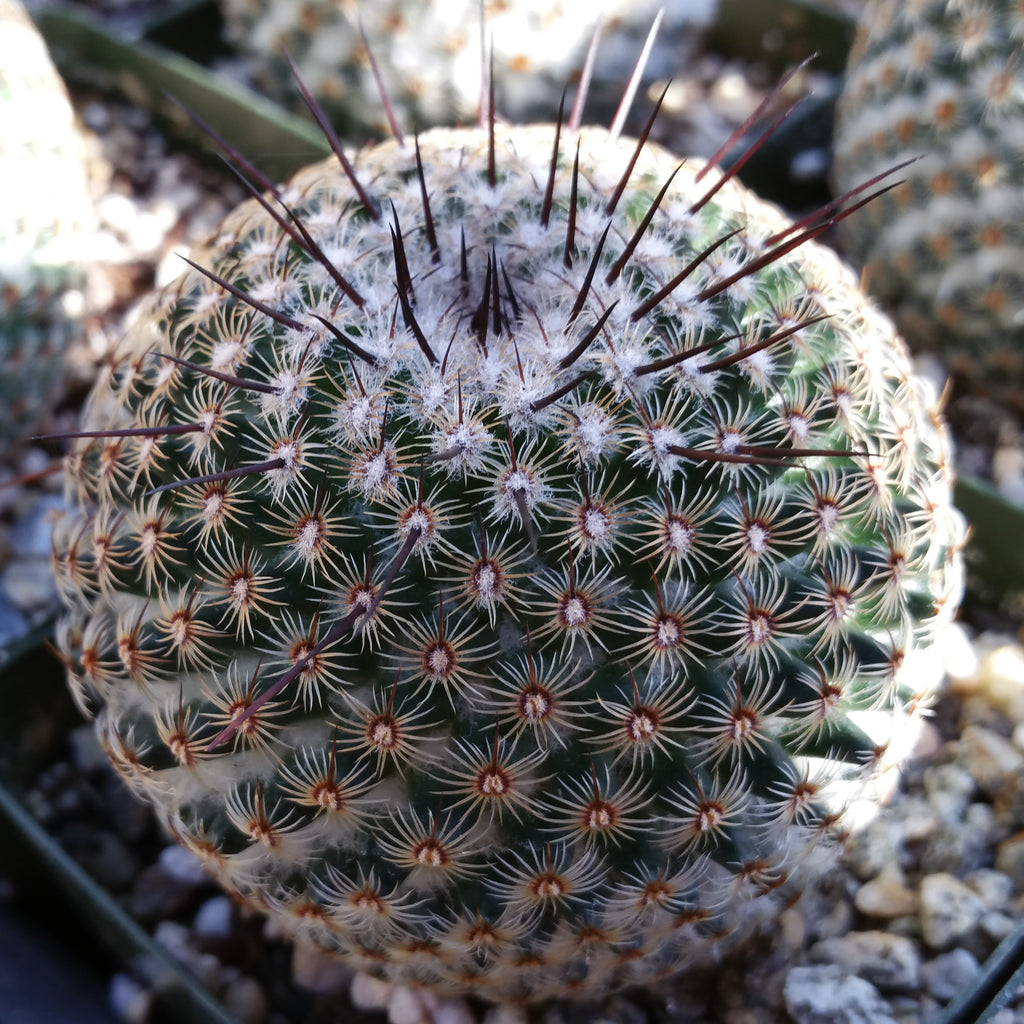 Mammillaria huitzilopohctli