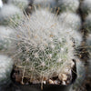 Mammillaria senilis