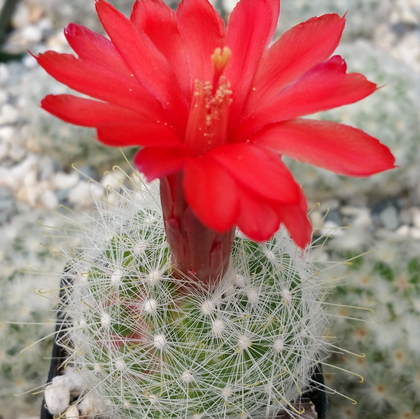 mammillaria senilis Buy Mammillaria Senilis Cactus Plant