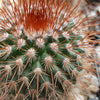 Mammillaria spinosissima