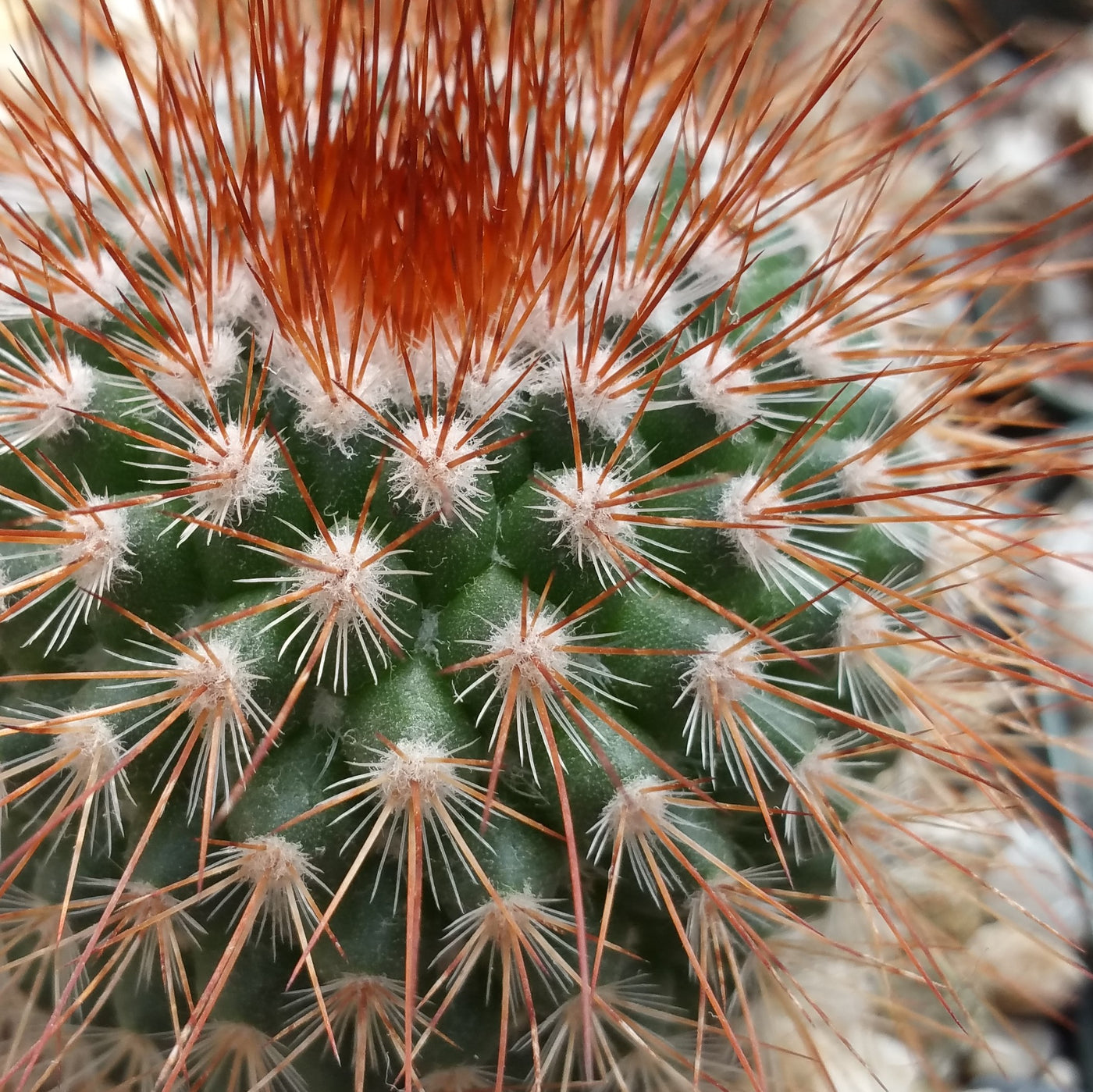 types of pincushion cactus Buy Mammillaria Spinosissima | Spiny Pincushion Cactus