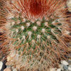 Mammillaria spinosissima