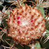 Melocactus matanzanus with cephalium Large