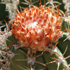 Melocactus matanzanus with cephalium Large