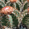 Melocactus matanzanus with cephalium Large