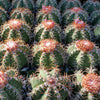 Melocactus matanzanus with cephalium Large