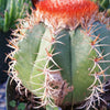 Melocactus matanzanus with cephalium Large