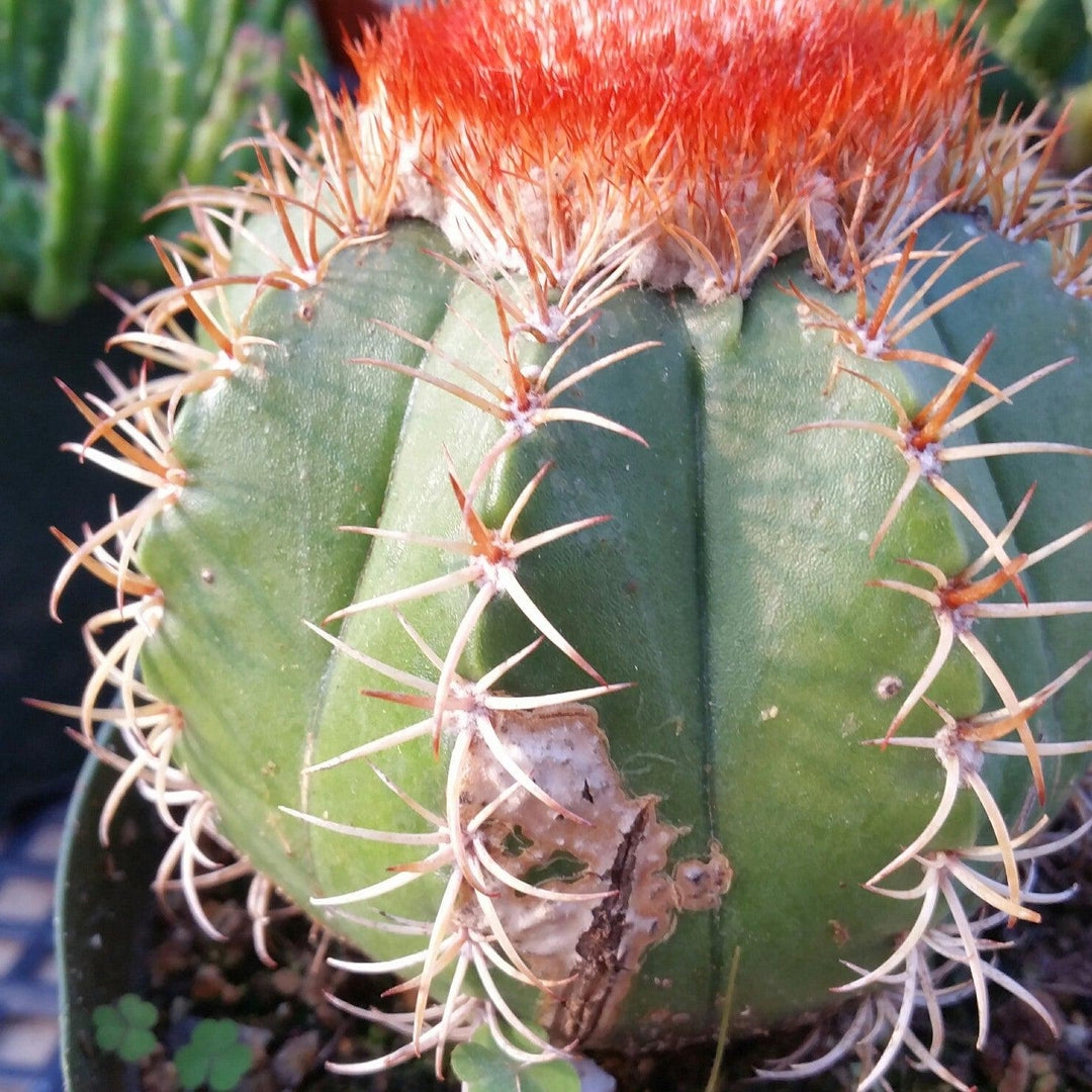 Well rooted Melocactus Salvadorensis, Turk's cheapest cap. 9