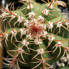 Melocactus matanzanus with cephalium Large