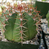 Melocactus matanzanus with cephalium Large