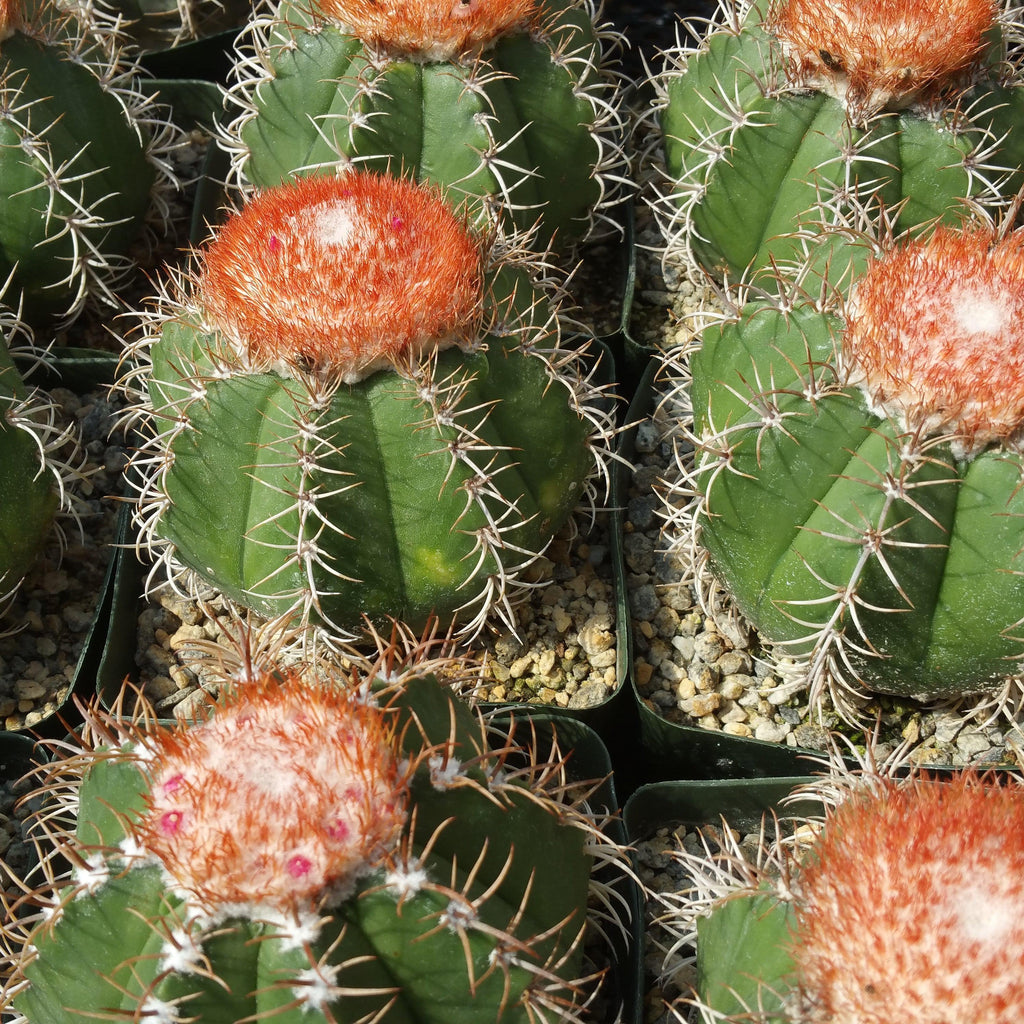 Melocactus matanzanus with cephalium Large