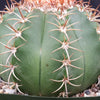 Melocactus matanzanus with cephalium Large