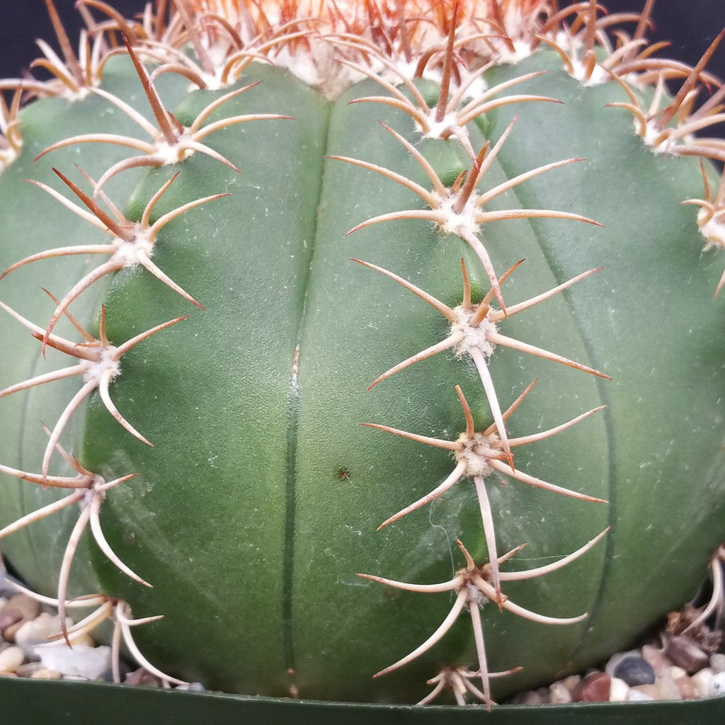 Melocactus matanzanus with cephalium Large
