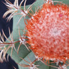 Melocactus matanzanus with cephalium Large